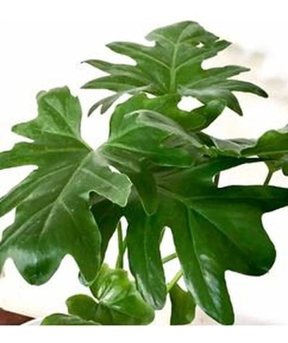Planta Filodendro Misionero - Interior - Envío Gratis Amba
