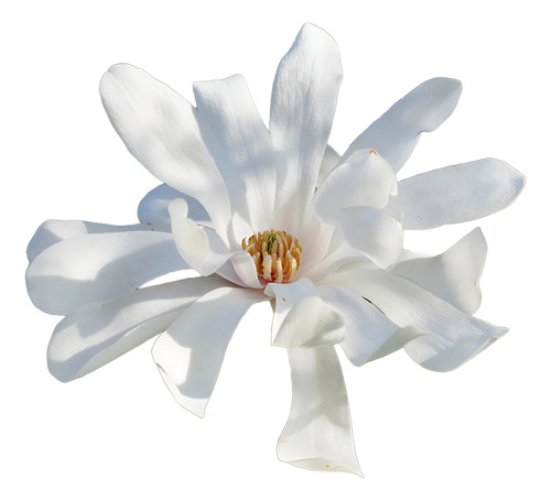 Magnolia Merril Excelentes Variedad De Tamaños