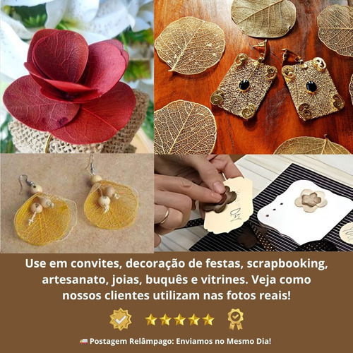 Folha Moeda Mista Variada Seca Natural Decoração- 350 Folhas