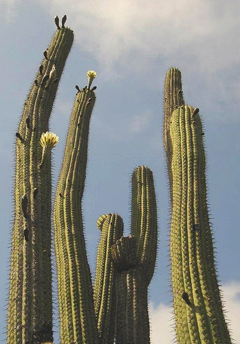 Semillas Cactus Echinopsis Chiloensis
