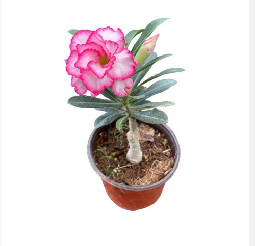 Planta Rosa Del Desierto Mineral Nombre Cientifico