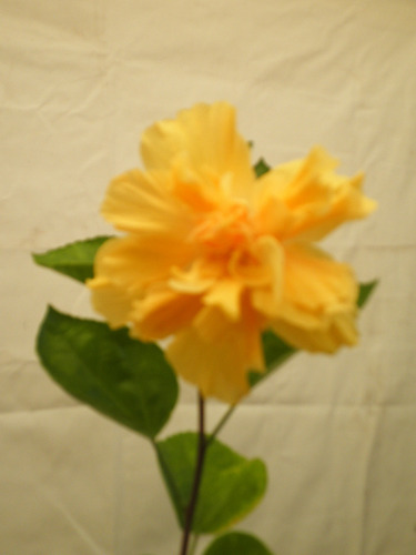 Rosa China Doble Amarilla Hermosa, Mac 3 Lts.