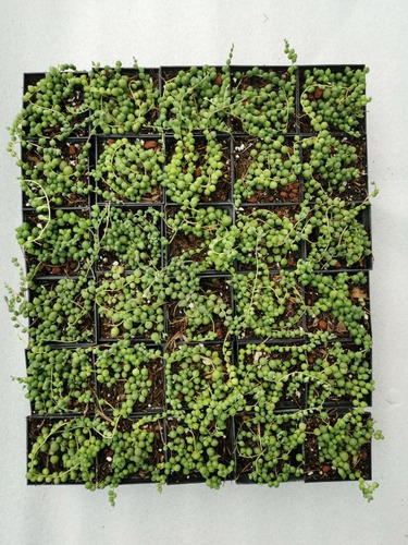 Imagen 1 de 11 de Suculenta Rosario (senecio Rowleyanus) 30 Pzas Envío Dhl