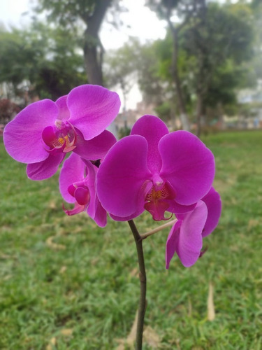 Orquideas Naturales Aclimatadas