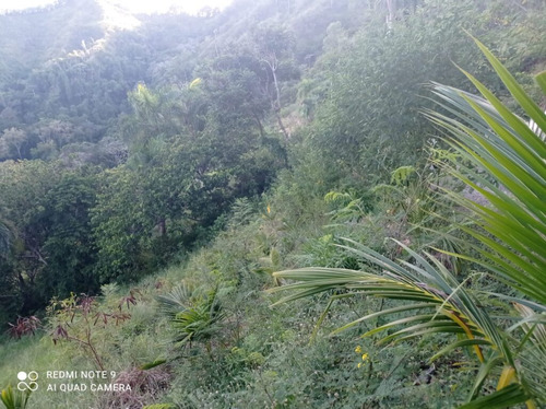 1504- Finca En Gaspar Hernández