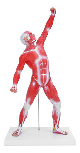 Modelo De Sistema Muscular De 50 Cm