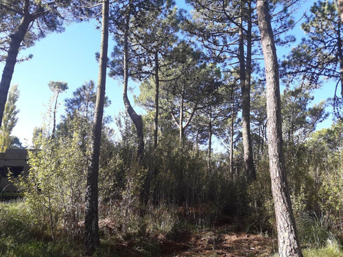 Imagen 11 de 14 de Dueño Vende Lote 21*49=1.029 Metros-20 Pinos De Gran Altura