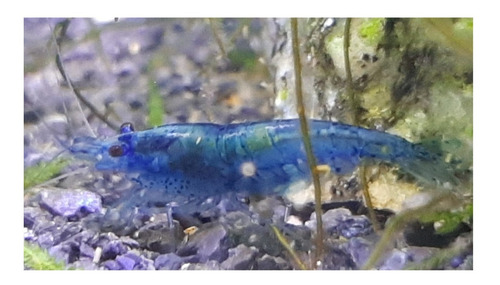 Imagen 5 de 10 de Camaron Blue X 10 Gambas Azules Neocaridina Fotos Reales!!!!