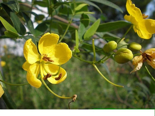 Sen Pendulo - Árbol Nativo - Vivero Rolocampo