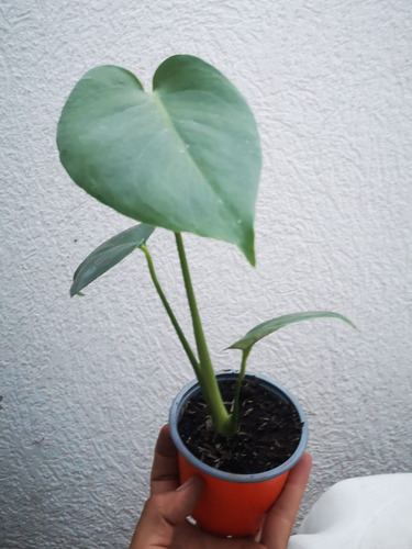 Plantulas Monstera Deliciosa Costilla Adan Balazo Cuotas Sin Interes Plantulas Monstera Deliciosa Costilla Adan Balazo Cuotas Sin Interes
