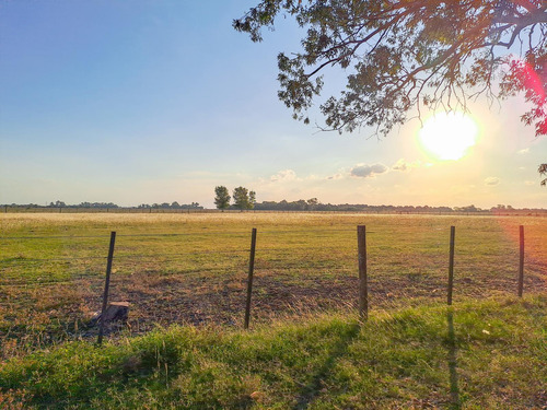 Campo De 15 Hectáreas Con 2 Casas, En Venta - Suipacha