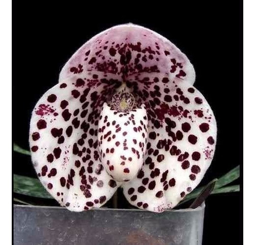 Orquídeas Sapatinho (paphiopedilum Leeanum) 10 Sementes | MercadoLivre