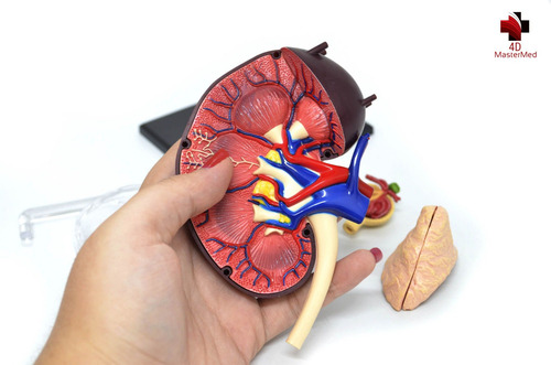 Modelo Do Corpo Humano - Rim / Sistema Renal - 4d Mastermed