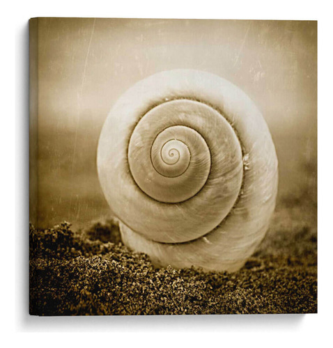 Canvas Lab Cuadro Coclear Iii 25x25, Ryan Hartson-weddle