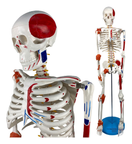 Esqueleto Humano 85 Cm C/ Inserções Musculares E Ligamentos