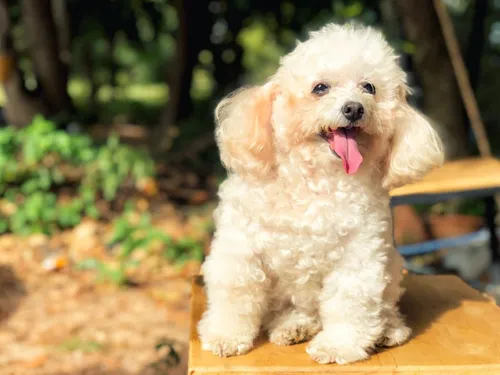 French Poodle Mini Toy Bogota