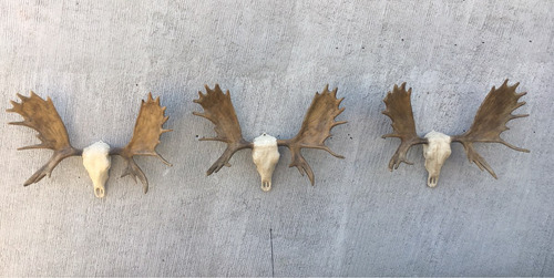 Animales Disecados 100% Artificiales Cornamenta De Alce