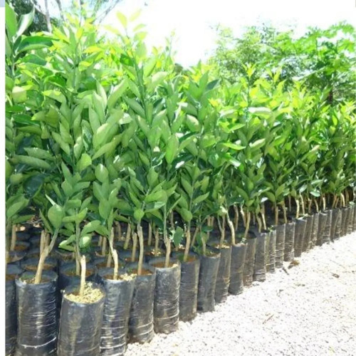 Imagem 2 de 9 de Muda De Lima Enxertada Produção P/ Vasos Jardim E Pomar