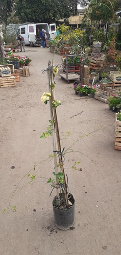 Rosa Banksiae E10