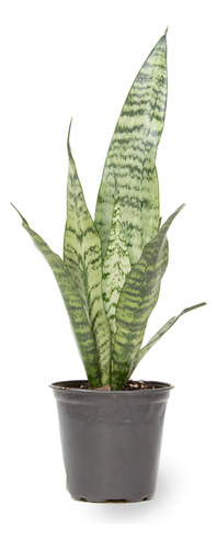 Sansevieria Zeylanica Plants For Pets, Viva, Planta De Inter