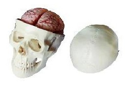 Modelo De Cráneo Con Cerebro 8 Partes