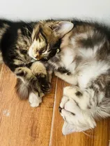 Comprar Filhotes De Gato Maine Coon