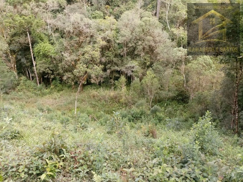 Imagem 2 de 14 de Chácara Com 10.000 M² Em Quatro Barras - Te00020 - 32463315