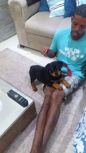 Filhote De Rottweiler