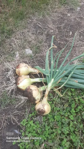 Semilla De Cebolla 3588 F1