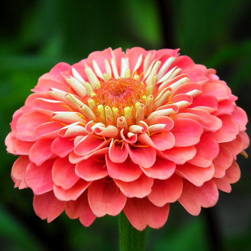 30 Semillas De Zinnia Gigante Doppia F Dalia Rossa