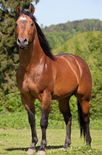 Equinos Pra Ganho De Massa Muscular 1kg Com Creatina