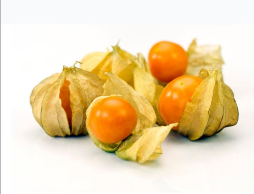 Semillas Physalis Peruviana Prosperidad