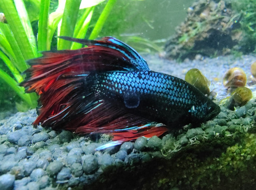 Betta Macho