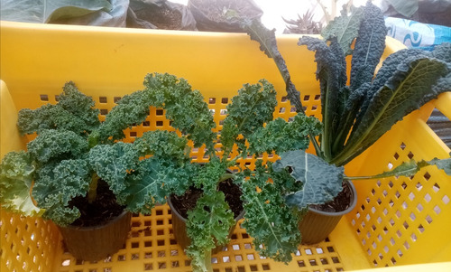 Plantas De Kale O Col Rizada