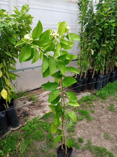 Imagen 6 de 7 de Arbol De Mandarina / Jugosa Dulce Entrga Gratis- Caba/gba