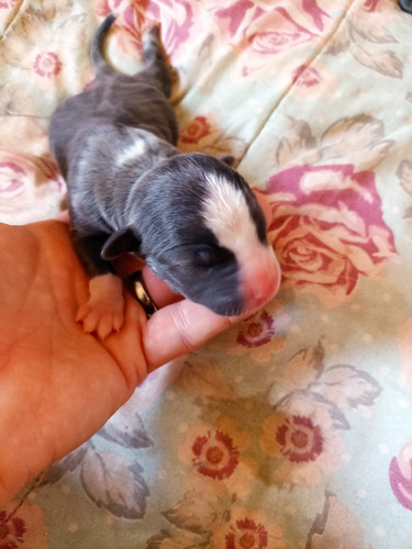 American Bully Filhotes