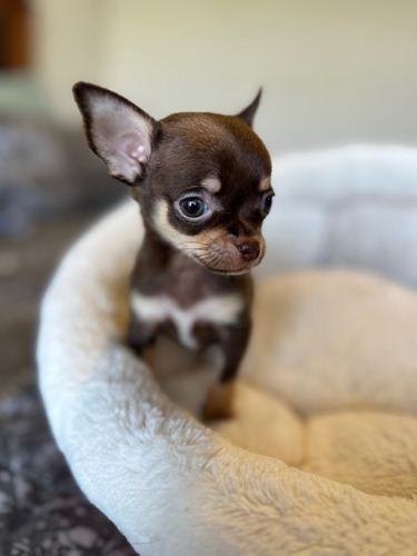 Chihuahuas Hembras Pequeñitas Inscritas