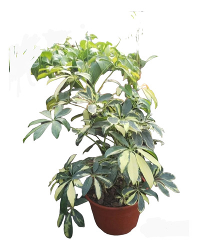 Planta Aralia Variegada- Naturaleza Activa