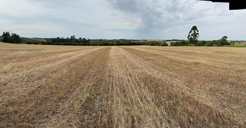 Campo Agrícola