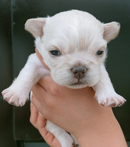 Se Venden Cachorros Bulldog Frances Exoticos Blanco