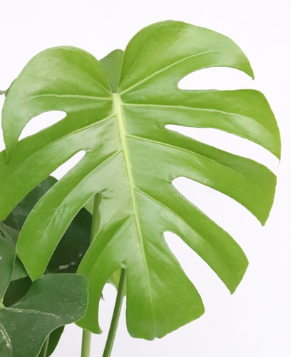 Monstera Deliciosa