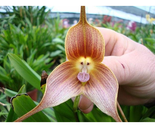 10 Semente Orquídea Cara De Macaco Planta Flores Bonsai Rosa