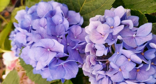 Hortênsia Hortência 1 Muda Ótima Qualidade Paisagismo