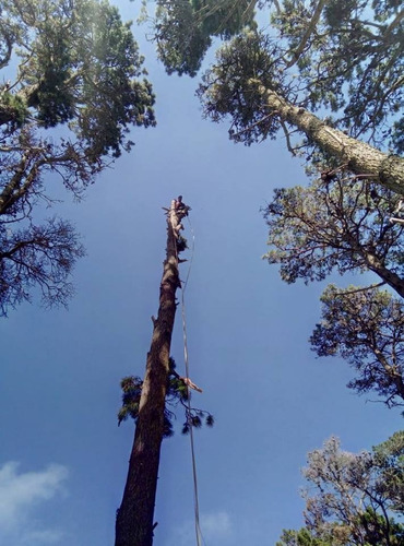Imagen 7 de 10 de Poda, Tala, Extracción De Árboles/poda En Altura Zona Sur