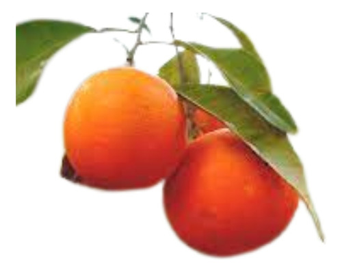 Plantas De Naranjos Con Frutos 
