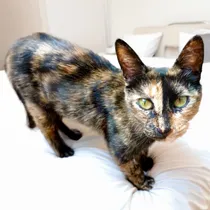 Comprar Gata Carey En Adopcion Responsable