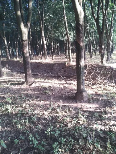 Propriedade Rural 