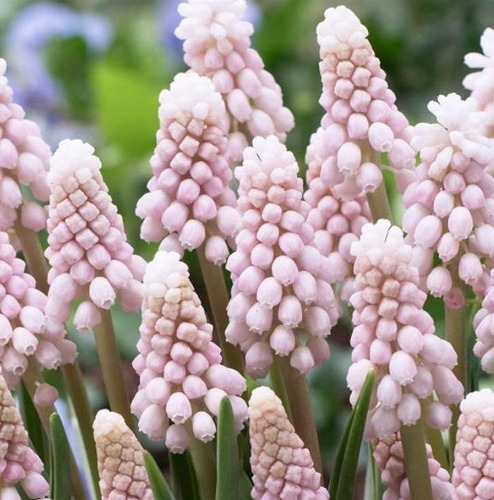Sementes Flor Jacinto Uva Muscari Cor Variada P/muda E Vasos