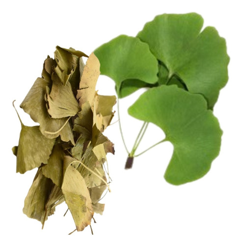 Hojas Secas De Ginkgo Biloba 100 Gr. 