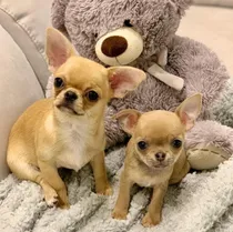 Comprar Hermosos Cachorros Chihuahua 400$  